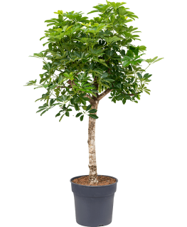Schefflera arboricola Compacta 150 cm 