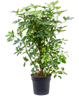 Schefflera arboricola Compacta 110 cm 