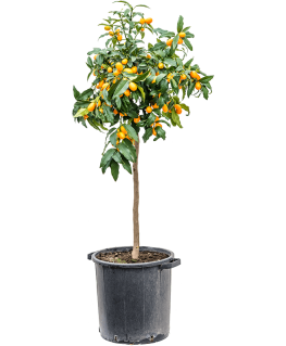 Citrus Citrofortunella kumquat 160 cm 