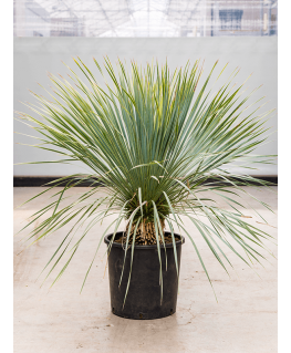 Yucca rostrata 100 cm 
