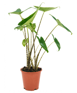 Alocasia Zebrina 65 cm  