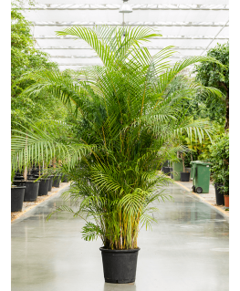 Palmier Dypsis Areca Lutescens 250 cm 
