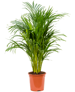 Palmier Dypsis Areca Lutescens 90 cm 