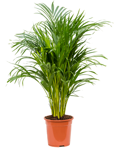 Palmier Dypsis Areca Lutescens 90 cm