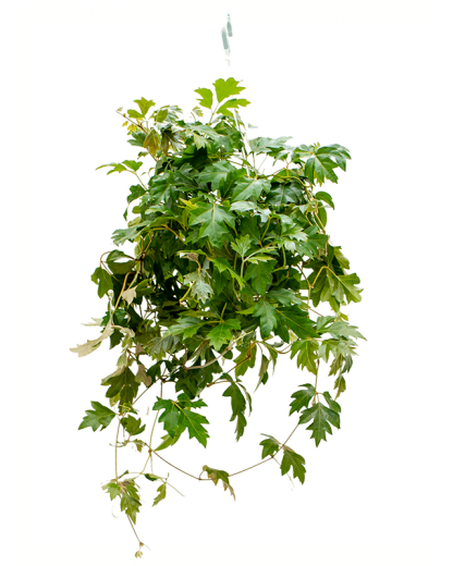 Cissus Rhombifolia Ellen Danica 40 cm