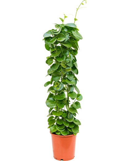 Cissus Rotundifolia 120 cm
