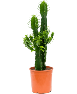 Euphorbia Erytrea 100 cm 