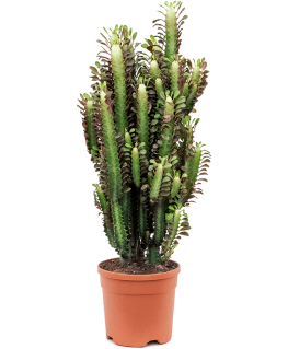 Euphorbia Trigona Rubra 70 cm 