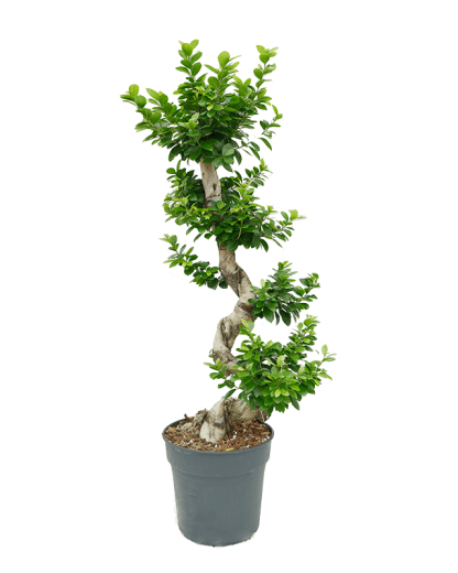 Ficus Bonsai Microcarpa Compacta 110 cm