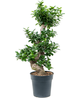 Ficus Bonsai Microcarpa Compacta 85 cm 