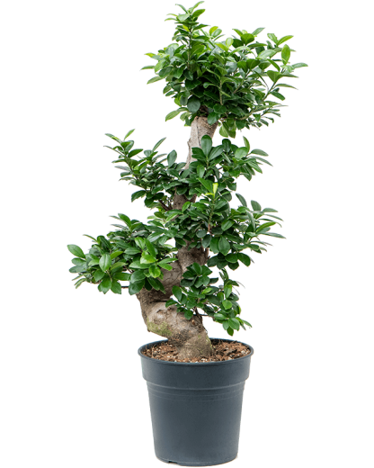 Ficus Bonsai Microcarpa Compacta 85 cm