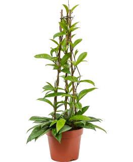 Hoya Publicalis 60 cm 