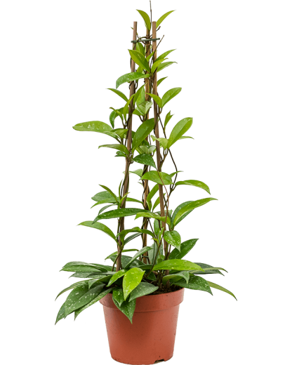 Hoya Publicalis 60 cm