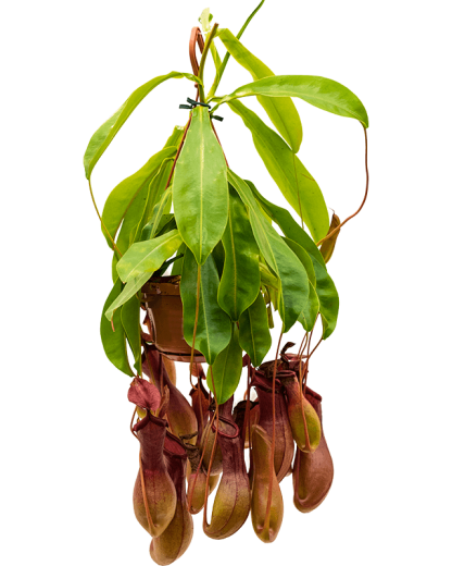 Planta Carnivora Nepenthes Alata 50 cm