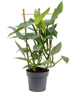Philodendron Silver Queen 60 cm 