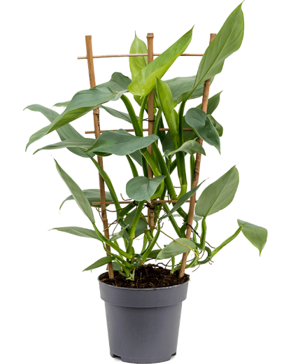 Philodendron Silver Queen 60 cm