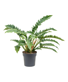 Philodendron Narrow 65 cm 