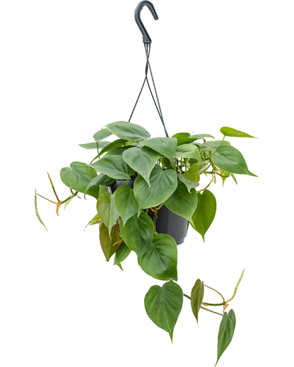 Philodendron Scandens 40 cm