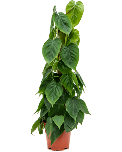 Philodendron Scandens 80 cm