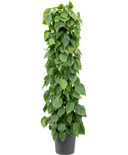 Philodendron Scandens 160 cm 
