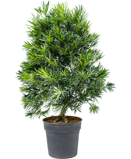 Podocarpus Macrophyllus 105 cm 