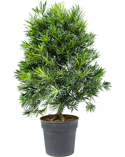 Podocarpus Macrophyllus 105 cm