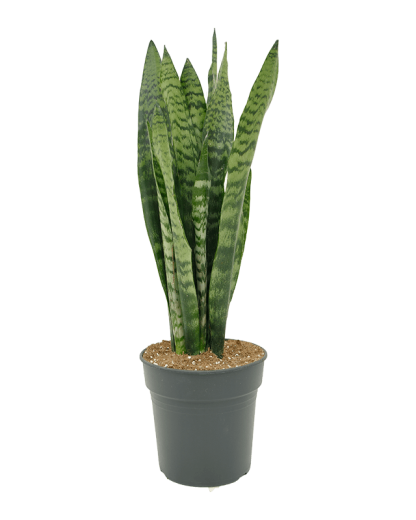 Sansevieria Zeylanica 85 cm
