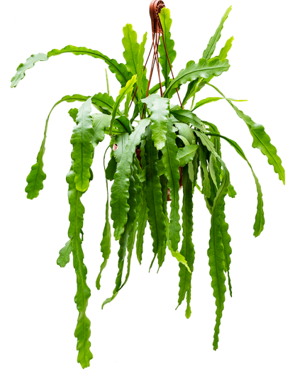 Epiphyllum Beavertail 50 cm