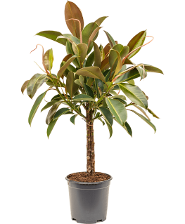 Ficus elastica Melany 90 cm 