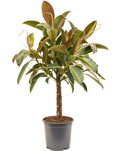 Ficus elastica Melany 90 cm