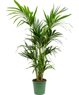 Palmier Kentia howea Forsteriana 140 cm 