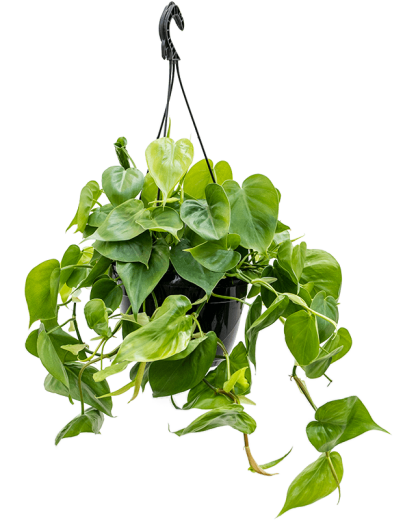 Philodendron scandens 60 cm