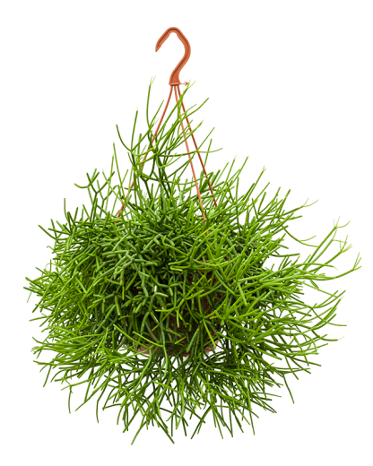 Rhipsalis heteroclada 55 cm