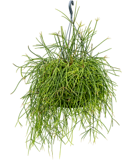 Rhipsalis mauretiana 60 cm 