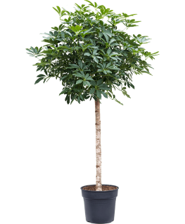 Schefflera arboricola Compacta 180 cm 