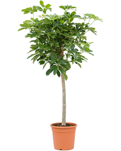 Schefflera arboricola Compacta 120 cm