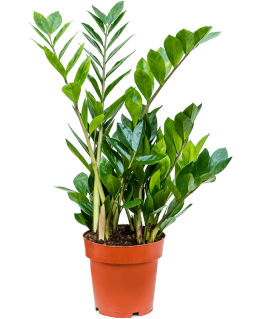 Zamioculcas Zamiifolia 65 cm 