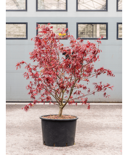 Artar japonez Acer palmatum Bloodgood 150 cm 