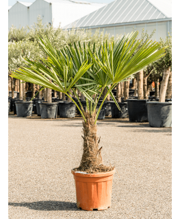Palmier Trachycarpus fortunei 120 cm 