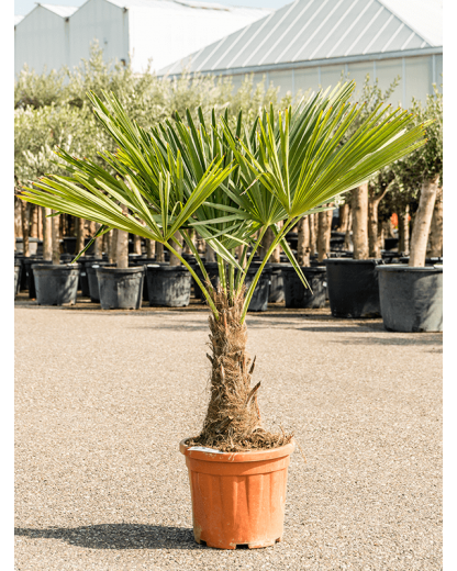 Palmier Trachycarpus fortunei 120 cm