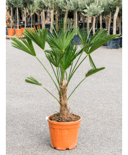 Palmier Trachycarpus wagnerianus 130 cm 