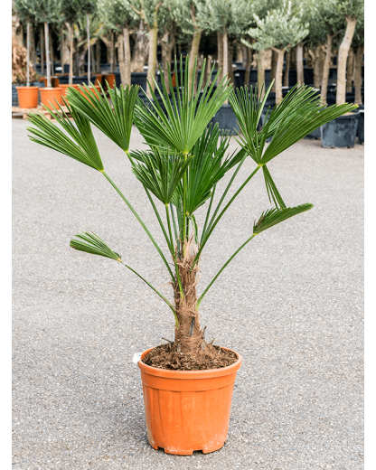 Palmier Trachycarpus wagnerianus 130 cm