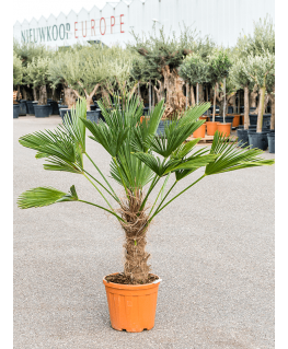 Palmier Trachycarpus wagnerianus 150 cm 