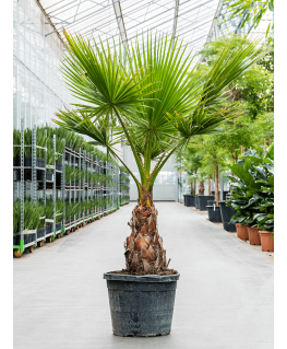 Palmier Washingtonia robusta 190 cm