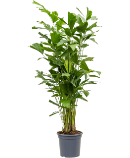 Palmier Caryota mitis 150 cm 
