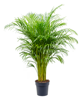 Palmier Dypsis Areca lutescens 160 cm 