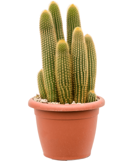 Espostoa Vatricania guentheri 40 cm 