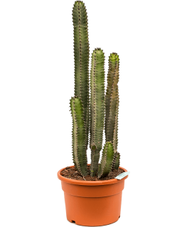 Euphorbia canariensis 80 cm 