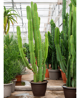 Euphorbia ingens 180 cm