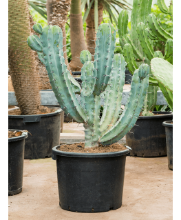 Myrtillocactus geometrizans 120 cm 